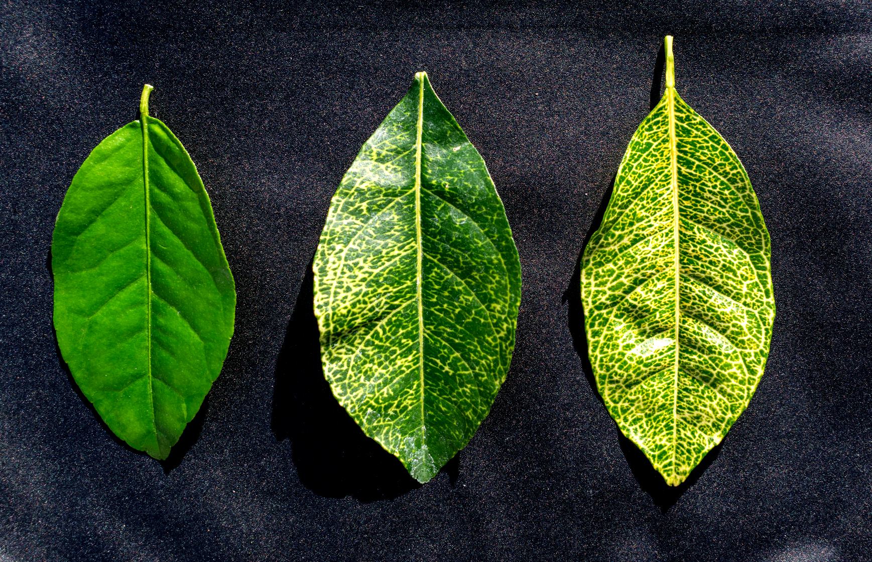 Decoded genome of littleknown disease offers hope for citrus UCR